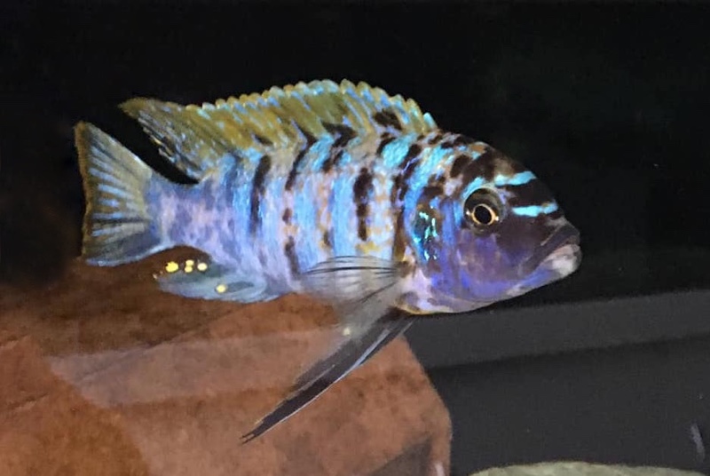 Maylandia fainzilberi 'Cape Kaiser'